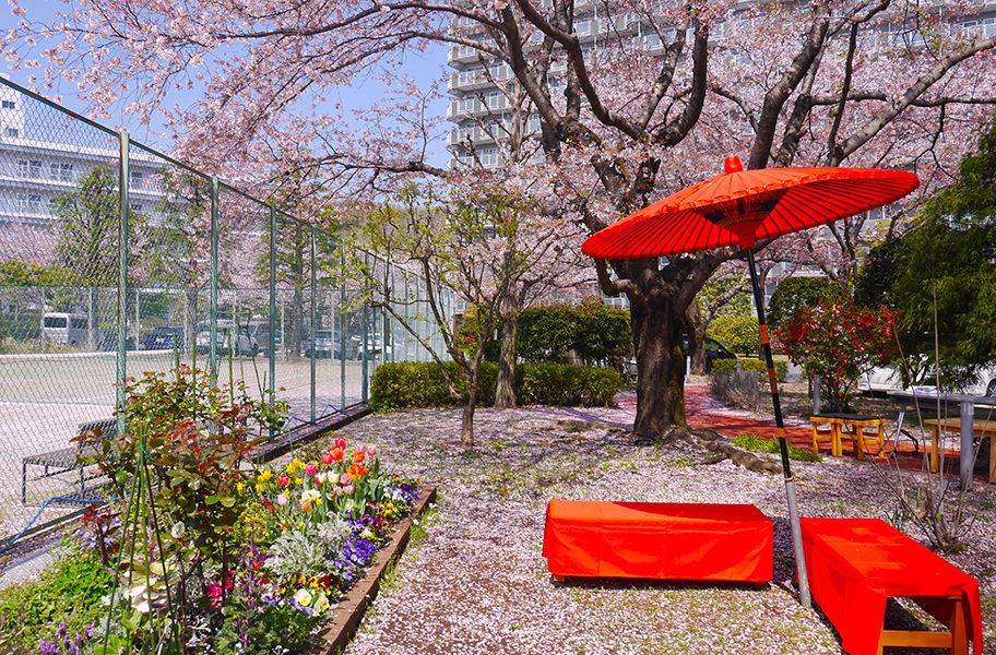 4月｜お花見・野点｜アメニティーライフ八王子