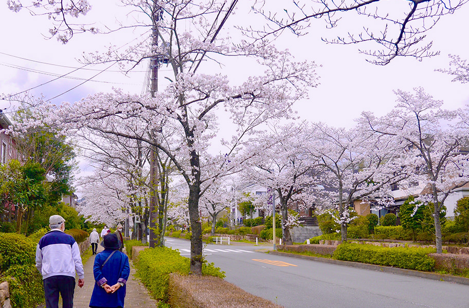 4月｜お花見・野点｜アメニティーライフ八王子