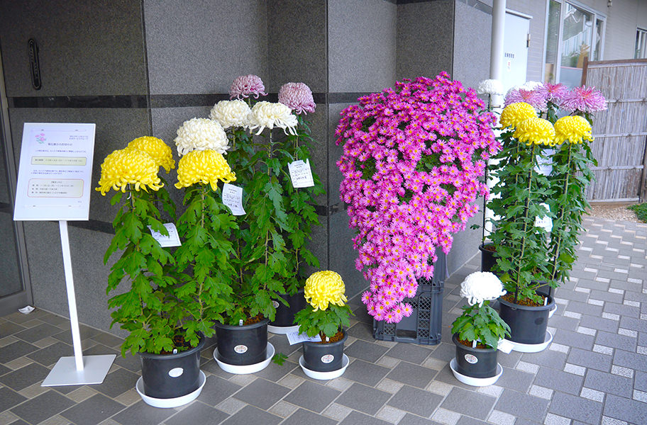 11月｜菊花展示｜アメニティーライフ八王子